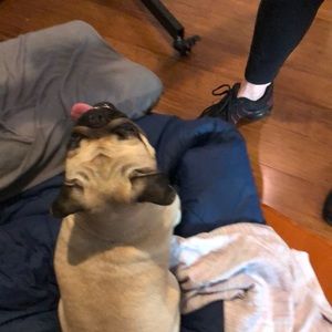 Meet your Posher, Laila